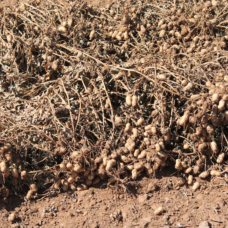 GPC taking nominations for outstanding young peanut farmer